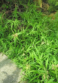 Cyperus diffusus Kalın Bodur Japon Şemsiyesi Fidanı