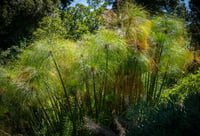 Cyperus papyrus Papirus Japon Şemsiyesi