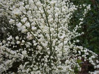 Cytisus praecox Albus Bodur Katırtırnağı süpürge çalısı fidanı