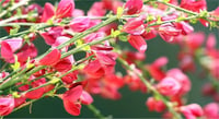 Cytisus praecox Hollandia Bodur Katırtırnağı süpürge çalı fidanı