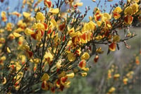 Cytisus scoparius Andreanus Bodur Katırtırnağı süpürge çalı fidanı