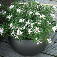 Daphne transatlantica ETERNAL FRAGRANCE Blafra beyaz Kafkas Gülü fidanı