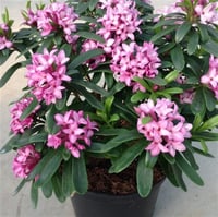 Daphne transatlantica Pink eternal fragrance blapink kokulu Pembe Kafkas Gülü fidanı