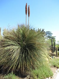 Dasylirion longissimum