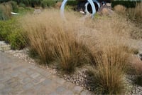 Deschampsia caespitosa Goldschleier Tepeli çim fidesi