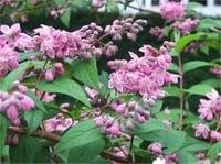 Deutzia hybrida Strawberry Fields Havlu Püskülü fidanı