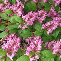 Deutzia hybrida tourbillon rouge ebruli havlu püskülü fidanı