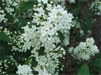 Deutzia lemoinei Sarı Havlu Püskülü fidanı Havlu Püskülü fidanı