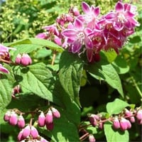 Deutzia Perle rose Havlu Püskülü fidanı