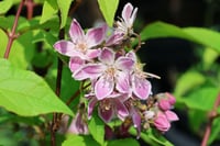 Deutzia Raspberry sundae havlu püskülü fidanı
