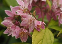 Deutzia Raspberry sundae havlu püskülü fidanı