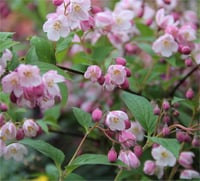 Deutzia rosea Havlu Püskülü fidanı