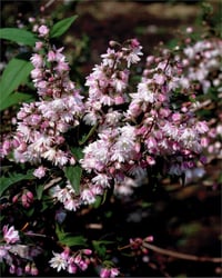 Deutzia scabra Codsall Pink Havlu Püskülü fidanı