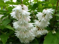 Deutzia scabra Plena havlu püskülü fidanı