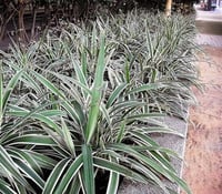 Dianella nigra variegata Dianella fidanı