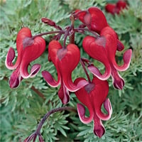 Dicentra burning Heart Kanayan Kalpler çiçeği ağlayan kalpler fidesi