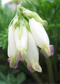 Dicentra formosa Aurora Kanayan Kalpler çiçeği ağlayan kalpler fidesi