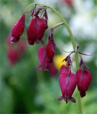 Dicentra formosa Bacchanal Kanayan Kalpler çiçeği ağlayan kalpler fidesi