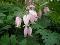 Dicentra formosa Kanayan Kalpler çiçeği ağlayan kalpler fidesi