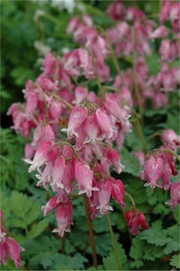 Dicentra formosa Luxuriant Kanayan Kalpler çiçeği ağlayan kalpler fidesi