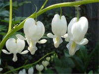 Dicentra spectabilis Alba Kanayan Kalpler çiçeği ağlayan kalpler fidesi