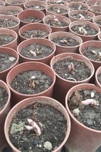 Dicentra spectabilis Kanayan Kalpler çiçeği ağlayan kalpler fidesi