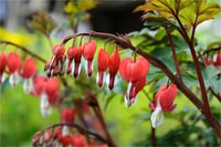 Dicentra spectabilis Valentine Kanayan Kalpler çiçeği ağlayan kalpler fidesi