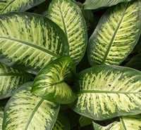 Dieffenbachia Tropic Snow Difenbahya fidanı