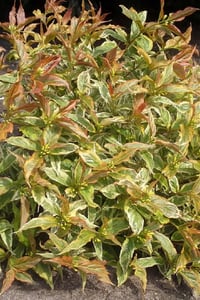 Diervilla rivularis Honey Surprise weigela yapraklı hanımeli