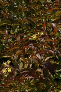 Diervilla rivularis weigela yapraklı hanımeli fidanı Troja Black