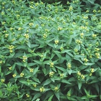 Diervilla sessilifolia Butterfly weigela yapraklı hanımeli fidanı