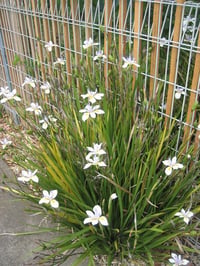 Dietes grandiflora iri çiçekli Afrika iris fidesi