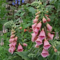 Digitalis mertonensis Yüksük otu fidanı