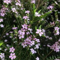 Diosma hirsuta Pink Fountain Tüylü buhu fidanı