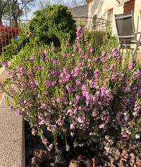 Diosma hirsuta Pink Fountain Tüylü buhu fidanı