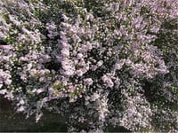 Diosma hirsuta Pink Fountain Tüylü buhu fidanı