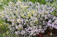 Diosma hirsuta Sunset gold