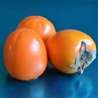 Diospyros kaki Rojo Brill. Trabzon Hurma fidan