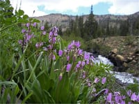 Dodecatheon jeffrey Deli Menekşe Kayan Yıldız Çiçeği fidesi
