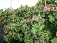 Dombeya burgessiae Dombeya fidanı