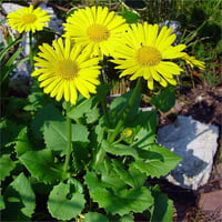 Doronicum orientale Orman Sarı Papatyası fidanı