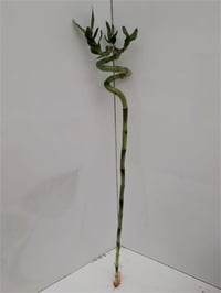 Dracaena sanderiana Şans Bambusu