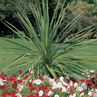 Dracena indivisa (Cordyline australis) Dresena fidanı