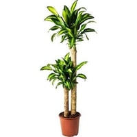 Dracena messengena