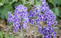 Duranta erecta Güvercin üzümü Ağaç menekşesi fidan