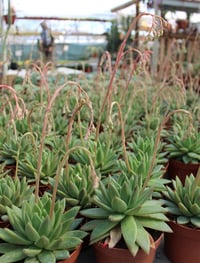 Echeveria agavoides Miranda fidesi