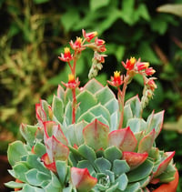 Echeveria elegans fidesi