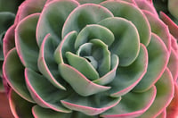 Echeveria elegans fidesi