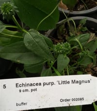 Echinacea p. Little Magnus Ekinezya fidesi
