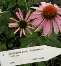 Echinacea p. Rubinstern Ekinezya fidesi